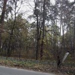 Целебные свойства деревьев