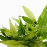 Народное лечение насморка травами