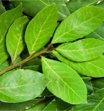 Лавровий лист від алергії