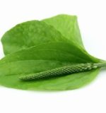 Лікування геморою подорожником.